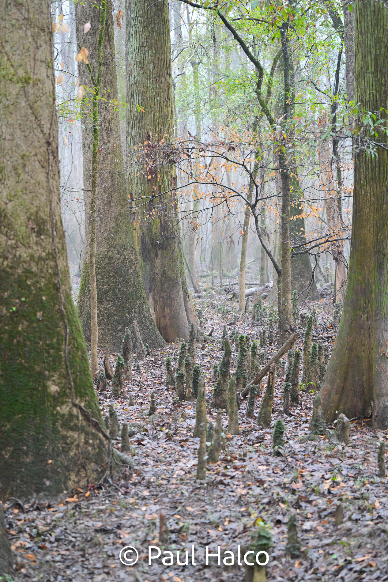 Paul Halco - Congaree NP-6
